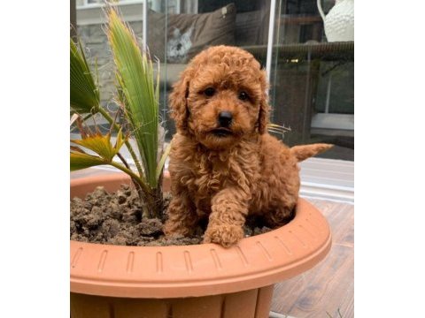 Irk ve saglık garantili poodle