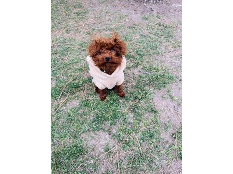 Poodle yavru dişi