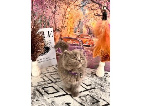 Show kalite british longhair yavrular yeni yuvasını arıyor