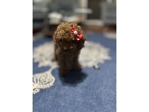 Toy poodle 3 aylık