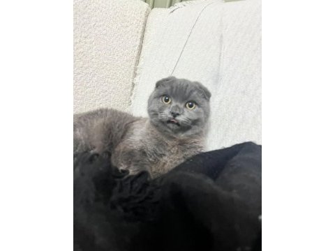 Scottish fold 8 aylık dişi