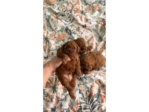 Kore toy poodle yavruları