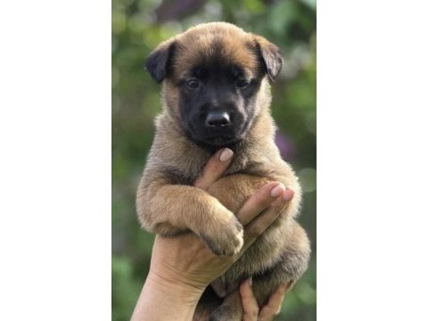 Malinois saf ırk