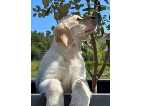 Şampanya rengi enfes labrador yavruları