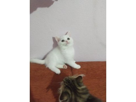 Gitmeye hazır dişi british shorthair kedim