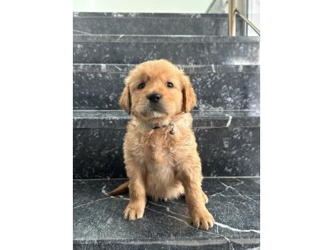A kalite sağlık ırk garantili golden retriever yavrular