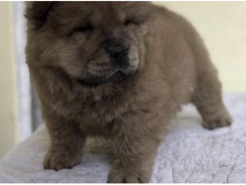 Çin aslanı köpeğimiz