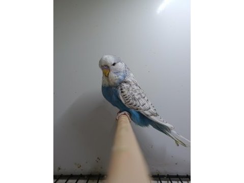 Spungle jumbo muhabbet kuşu bebek