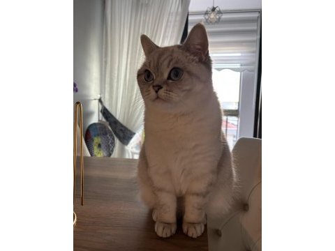 3 yaşında british shorthair