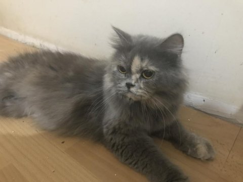 Güzel british longhair kızıma yuva arıyorum