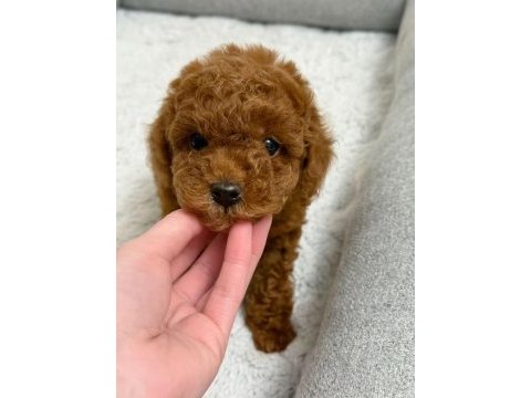 Irk ve sağlık garantılı toy poodle 