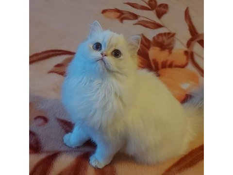British longhair dişi