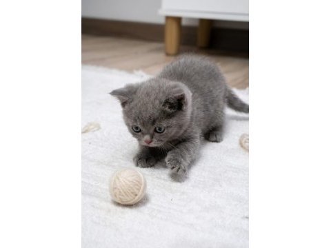 British shorthair 45 günlük