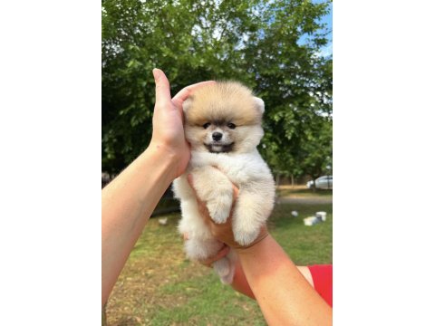 Orange pomeranian boo teddy face