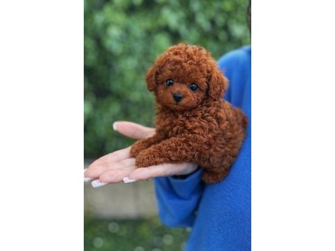 Ruhsatlı üretimden red toy poodle yavrularım