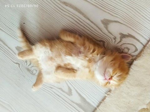 Chinchilla kedisi 1 aylık
