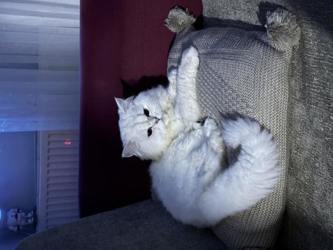British longhair erkek