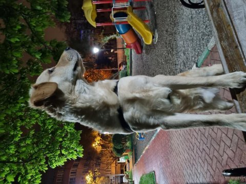 Golden retriever dostumu sahiplendirmek zorundayım