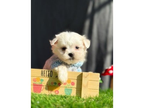 Teddy face maltipoo bebeklerimiz
