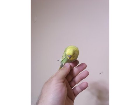 Jumbo muhabbet kuşu yavrular