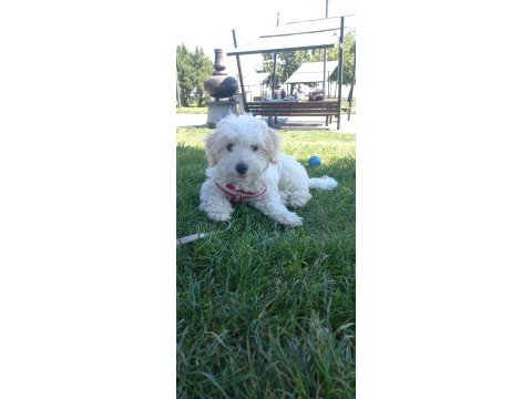 Maltipoo 4 aylık
