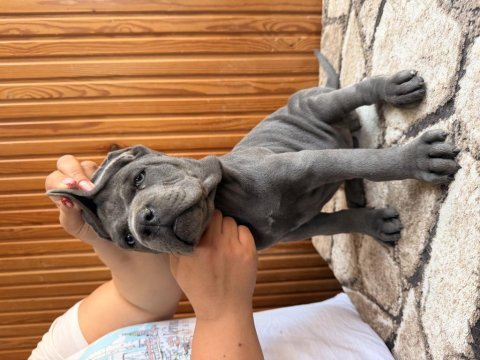 Üst kalite blue cane corso