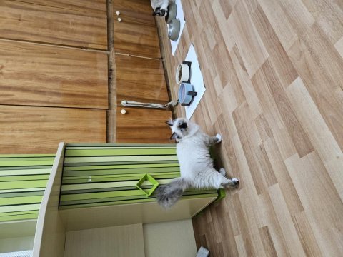 Sahiplenmek isteyenler için ragdoll dişi yavrum tarçın
