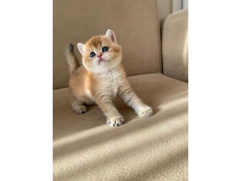 Portakal renginde safkan british shorthair yavrular