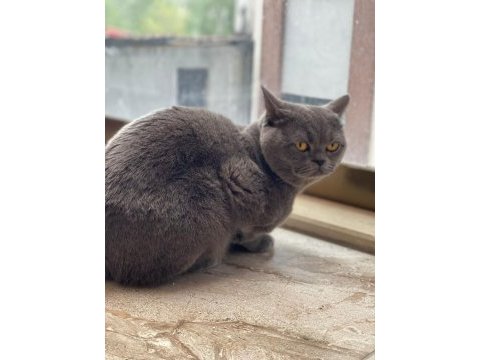 British shorthair 18 aylık erkek