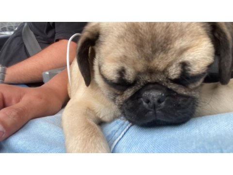 A kalite pug mops