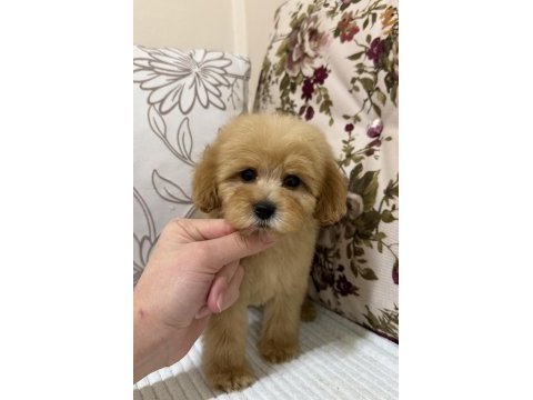 Üst düzey maltipoo oğlumuz
