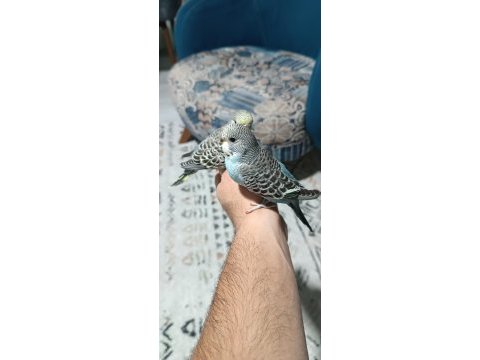 Yeni yeme düşmüş muhabbet kuşu yavrular ve yetişkinler