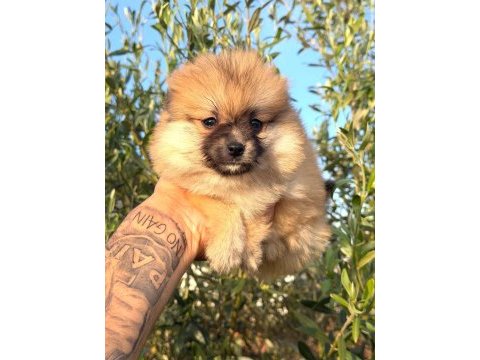 Güzellik abideleri pomeranian köpekler