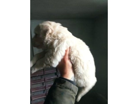30 günlük orjinal baby face golden retriever yavrumuz