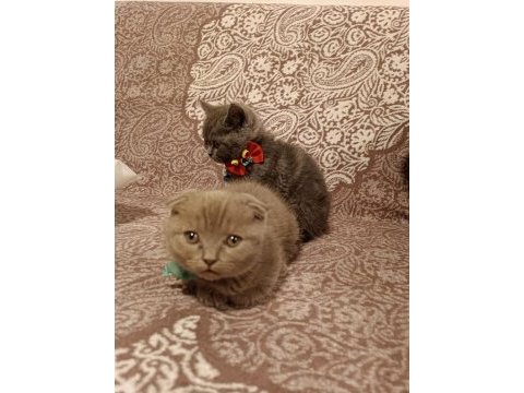 Safkan (gri british ve lilac scottish) kardeşler