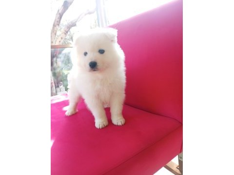 Samoyed bebekler