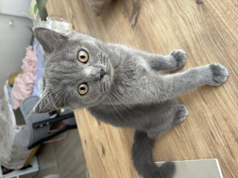 3 aylık british erkek kedi