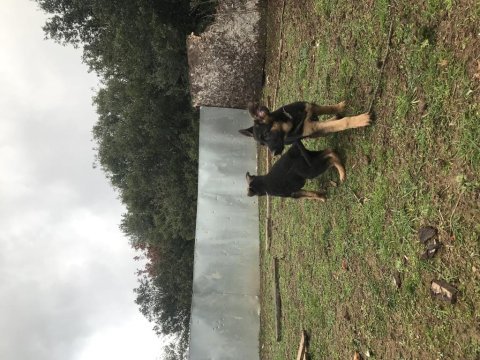 Üst düzey düşük bel alman çoban köpeği yavru