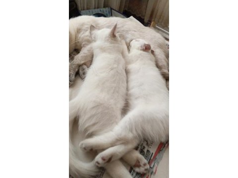 British shorthair kedisi