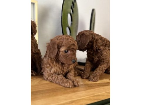 Toy poodle bebeklerim sakarya