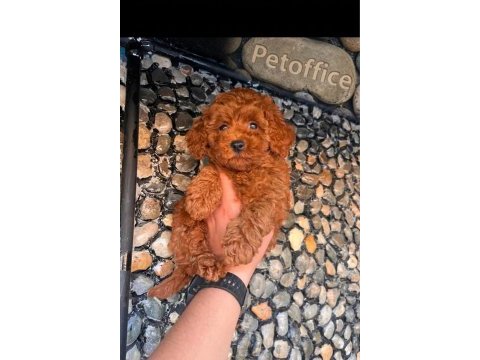 Toy poodle (kore) yavrumuz
