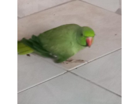 Hazır pakistan papağanı dişiler