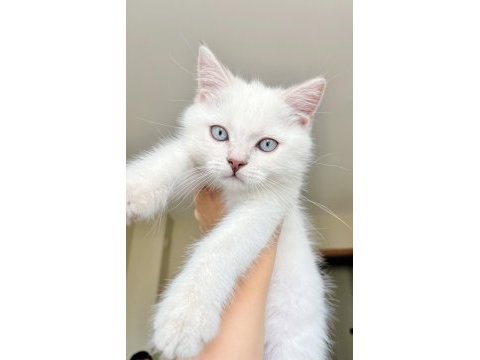 2 aylık british shorthair kedimize yuva arıyoruz