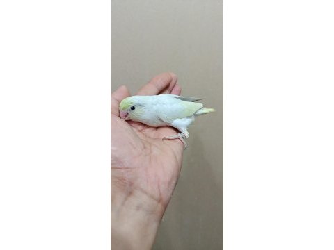 Gökkuşağı dişi turkuaz forpus cep papağanı
