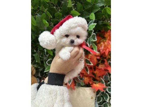 Safkan şecereli pomeranian boo yavrular