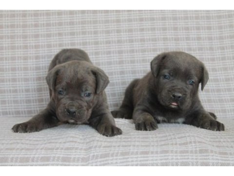 Cane corso bebekler sağlık ve ırk garantili