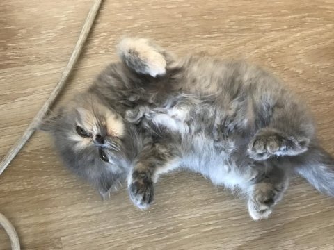 Sağlıklı chinchilla