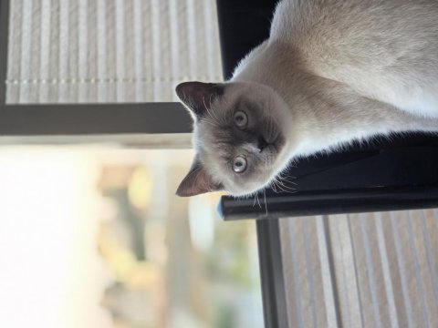 British shorthair blue point dişi yavru