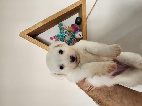 60 günlük orjinal maltese terrier yavrular