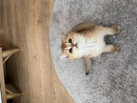 British shorthair
